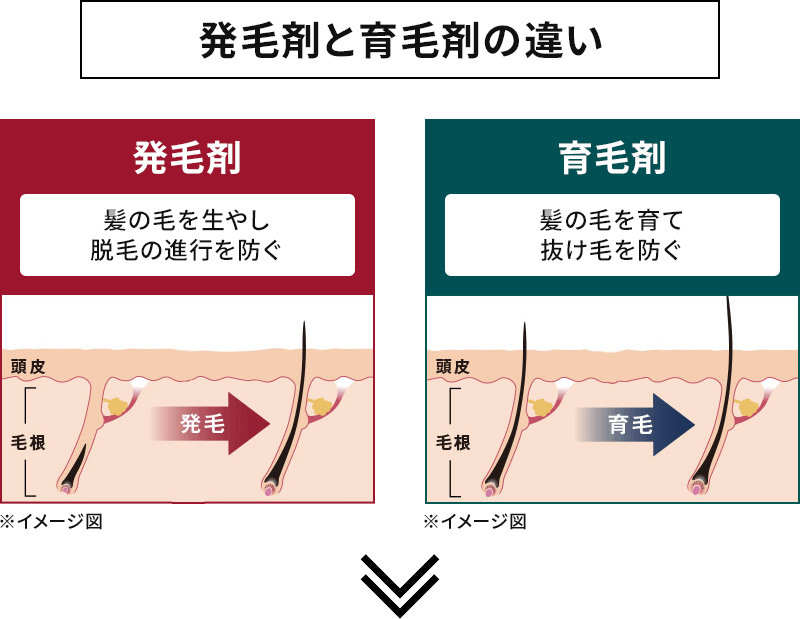 発毛剤と育毛剤の違い 発毛剤 髪の毛を生やし脱毛の進行を防ぐ 育毛剤 髪の毛を育て抜け毛を防ぐ