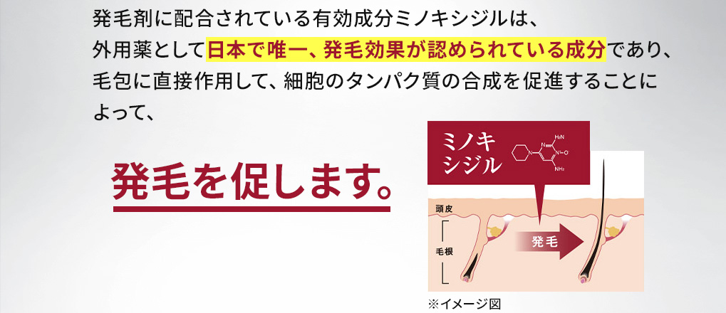 発毛剤に配合されている有効成分ミノキシジルは、外用薬として日本で唯一、発毛効果が認められている成分であり、毛包に直接作用して、細胞のタンパク質の合成を促進することによって、発毛を促します。