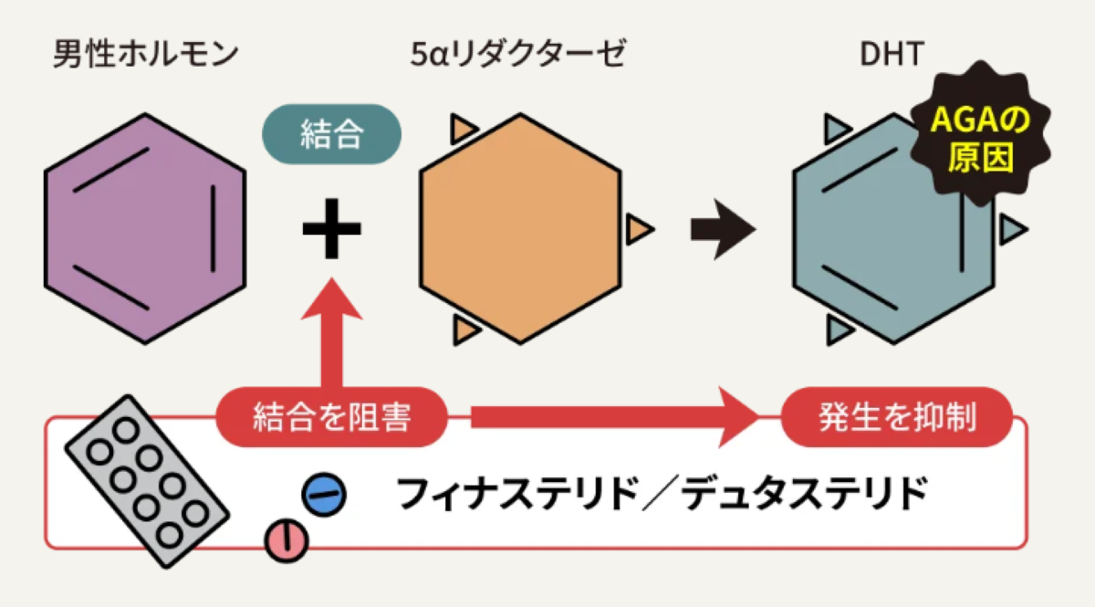 フィナステリドの効果とメカニズム