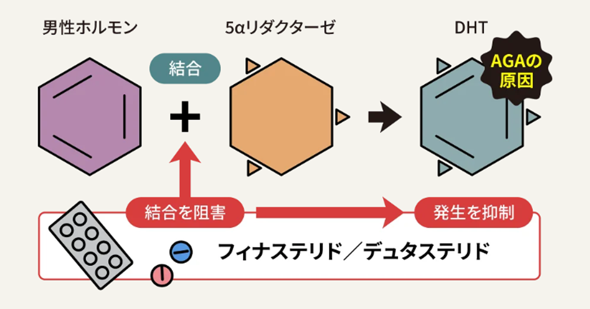 抜け毛を抑制するメカニズム（DHTの生成抑制）