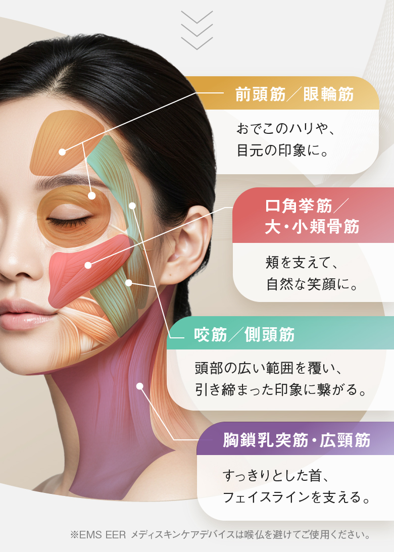 前頭筋／眼輪筋 おでこのハリや、目元の印象に。 口角挙筋／大・小頬骨筋 頬を支えて、自然な笑顔に。 咬筋／側頭筋 頭部の広い範囲を覆い、引き締まった印象に繋がる。 胸鎖乳突筋・広頸筋 すっきりとした首、フェイスラインを支える。