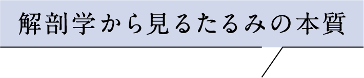 解剖学から見るたるみの本質