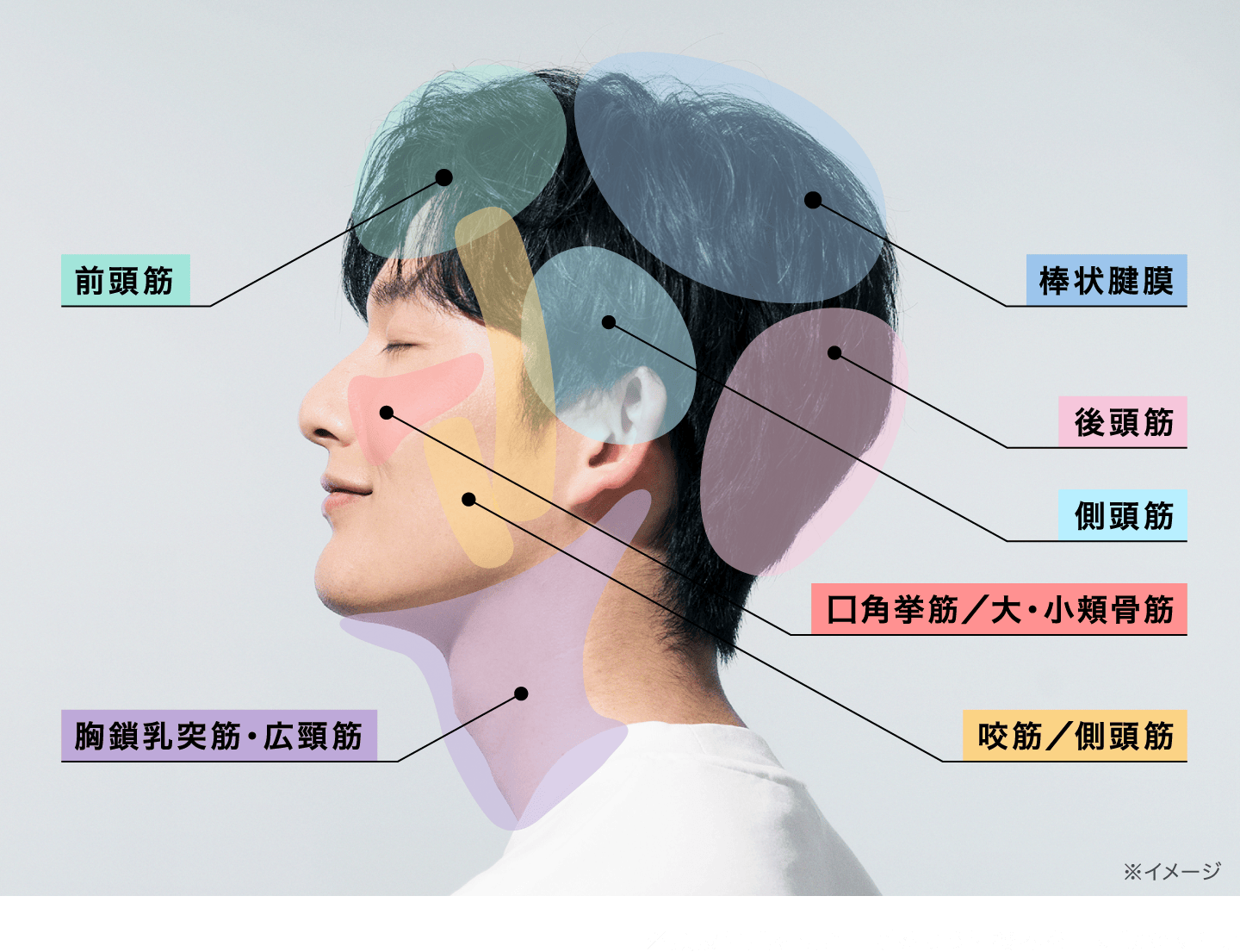 たるみの鍵は「SMAS」