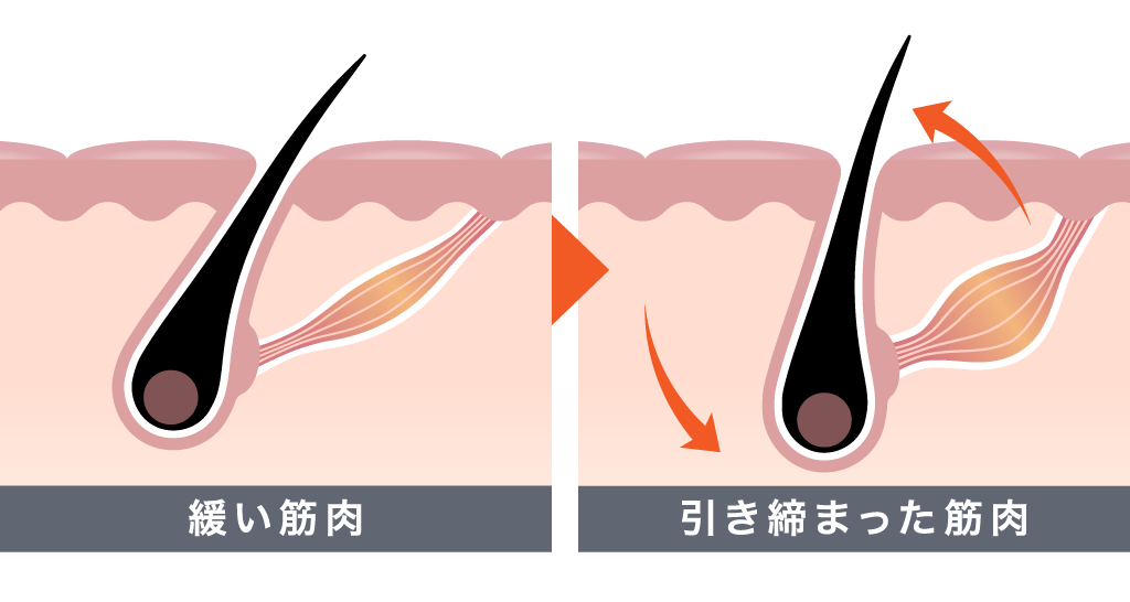 緩い筋肉 引き締まった筋肉 ※イメージ図