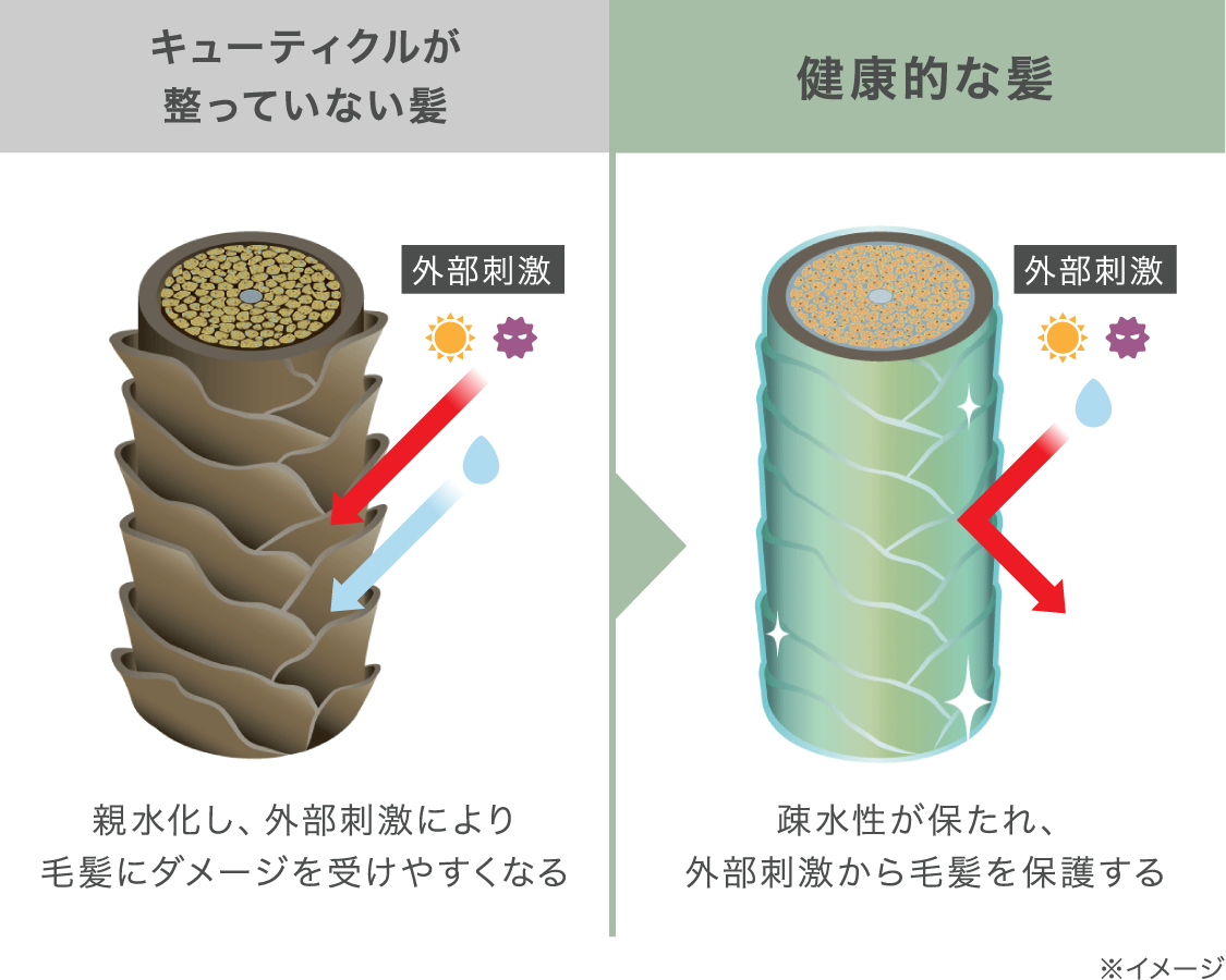 キューティクルが整っていない髪 親水化し、外部刺激により毛髪にダメージを受けやすくなる 健康的な髪 疎水性が保たれ、外部刺激から毛髪を保護する