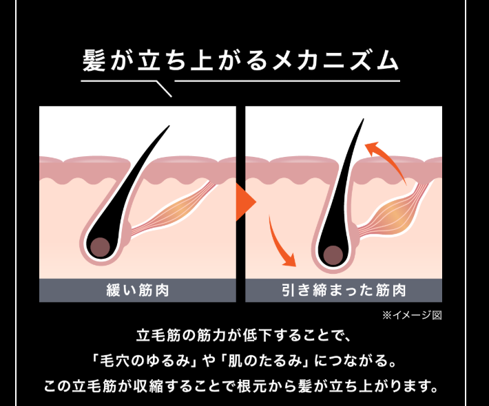 【髪が立ち上がるメカニズム】立毛筋の筋力が低下することで､「毛穴のゆるみ」や「肌のたるみ」につながる。この立毛筋が収縮することで根元から髪が立ち上がります。