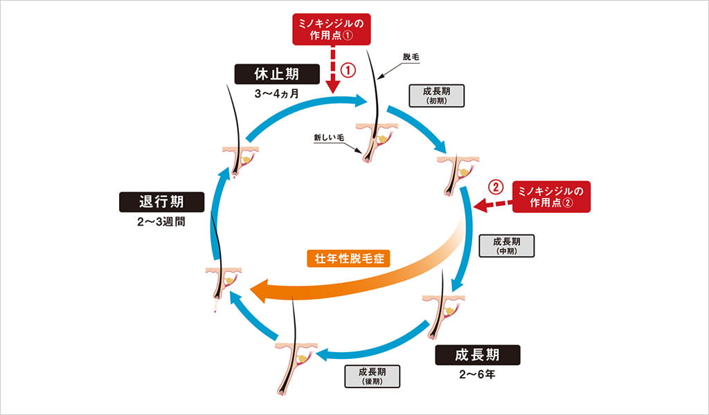 ミノキシジルの発毛メカニズム