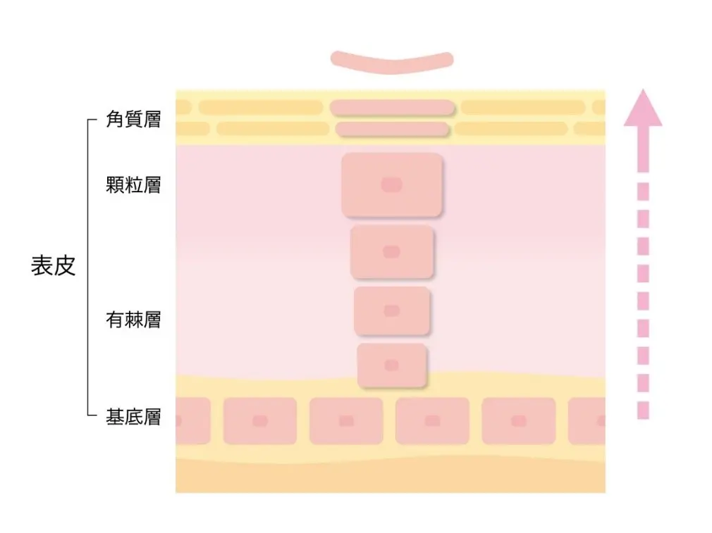 フケは古くなった皮膚細胞の塊