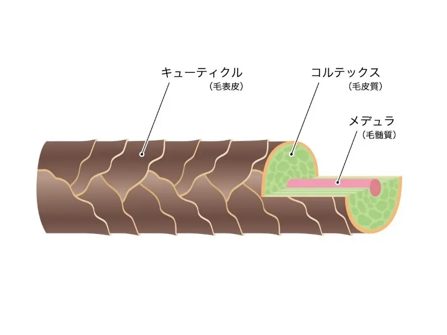 髪の毛は３層構造