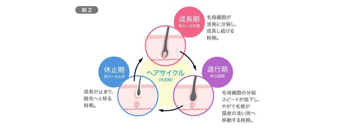 髪が生える仕組み